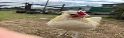 Chickens poultry for sale: Polish x Leghorn cockerel caramel and white  - Advert 14