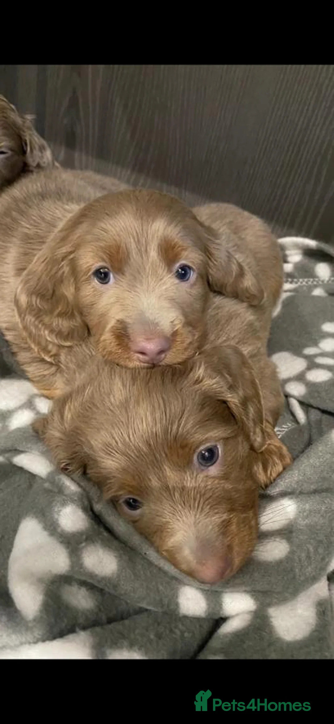 Miniature Dachshund dogs for stud: **RogueRoyales Luxe** PRA Clear Long Hair in Wolverhampton - Advert 21