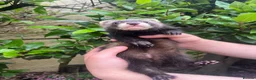 Ferret rodents for sale: 5 semi-angora ferret hobs for sale  in Cardiff - Advert 4