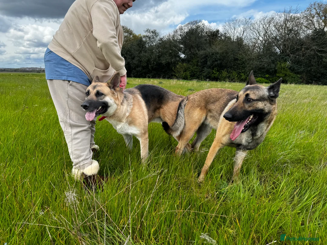 German Shepherd dogs for stud: PROVEN BIG BONED GERMAN SHEPHERD FOR STUD  in Romford - Advert 32