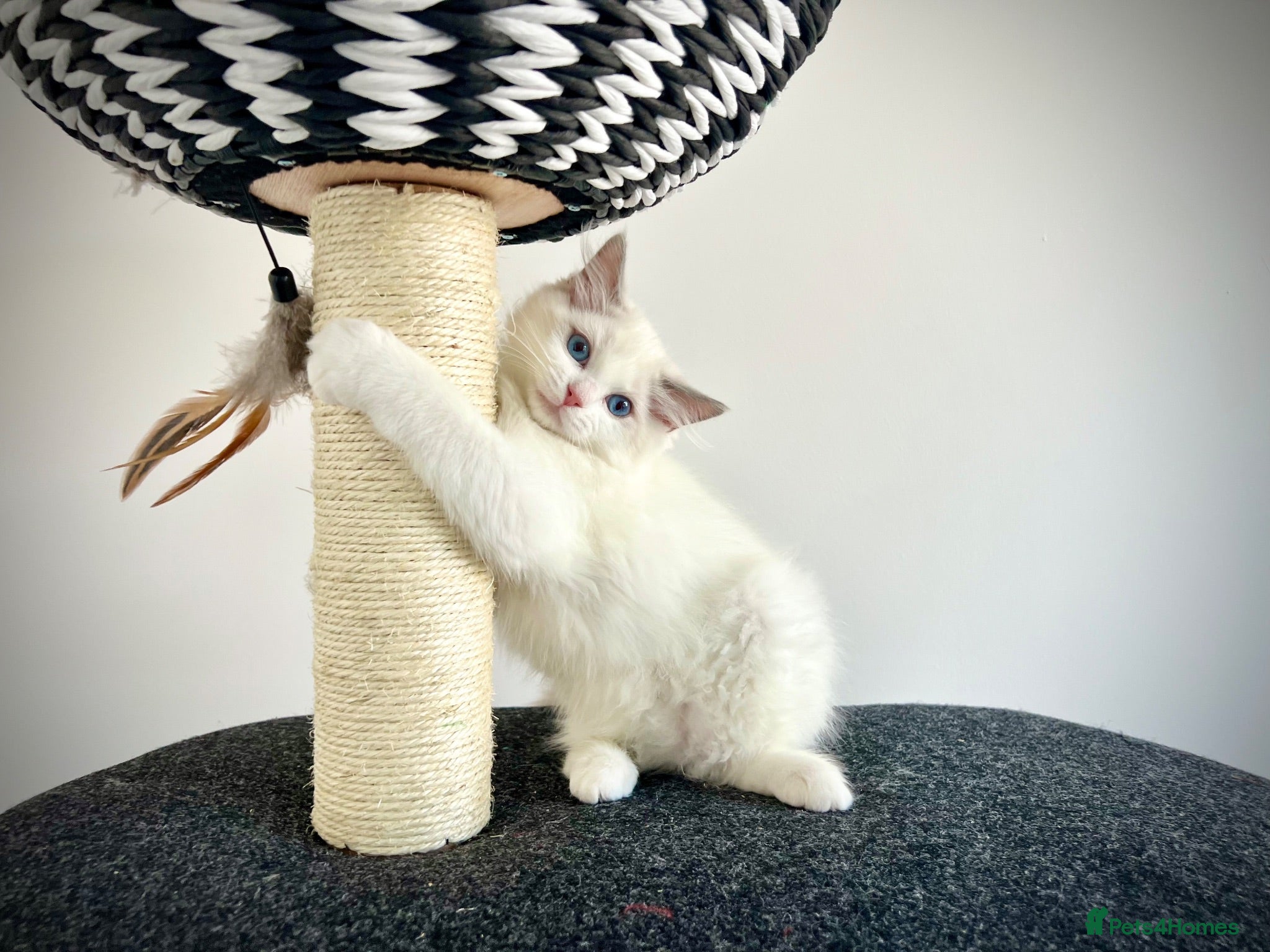 Ragdoll cats Gorgeous kittens with true ragdoll character - Advert 8