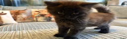 Ragdoll cats for sale: Gorgeous male brown ragdoll cross kitten for sale - Advert 17
