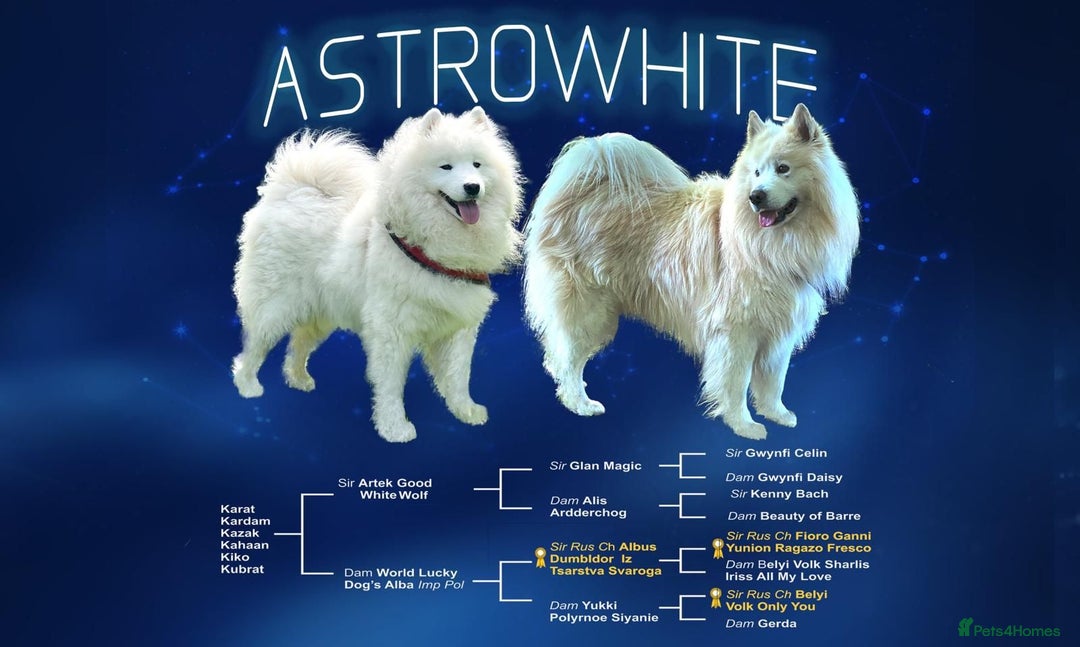 Samoyed dogs for sale: Extraordinary KC Reg, Champ Bloodline Samoyed - Image 5