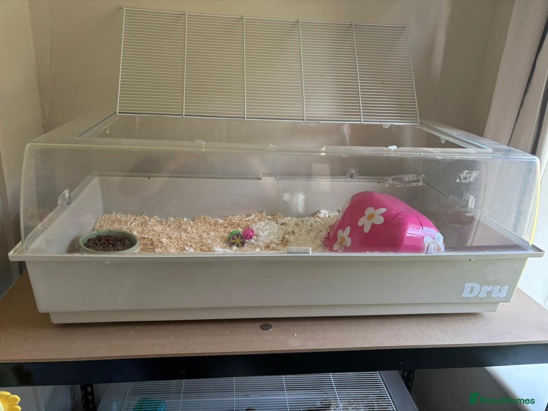 Pygmy Hedgehog rodents for sale: African Pygmy Hedgehog with Enclosure and Set Up - Image 7