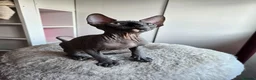 Sphynx cats for sale: Blue eyes Sphynx kitten TICA & GCCF show cats  - Advert 26