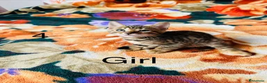 Bengal 5