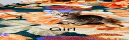 Bengal cats for sale: Bengal - Advert 5