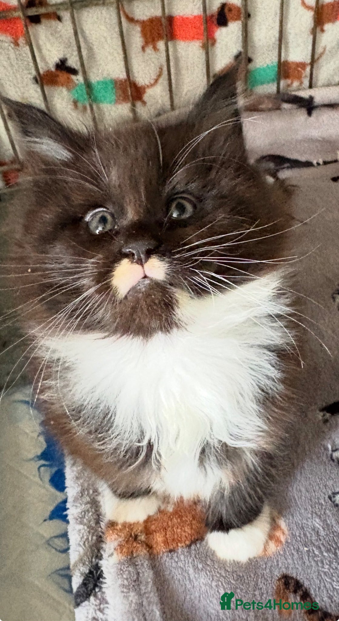 Maine Coon cats Stunning pedigree long coated Mainecoons  - Advert 14