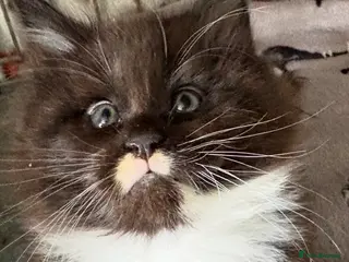 Maine Coon cats Stunning pedigree long coated Mainecoons - Advert 14