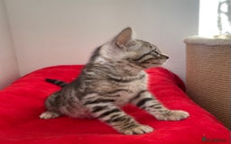 Bengal cats for sale: Stunning Beauty Bengal princess ❤️ - Image 3