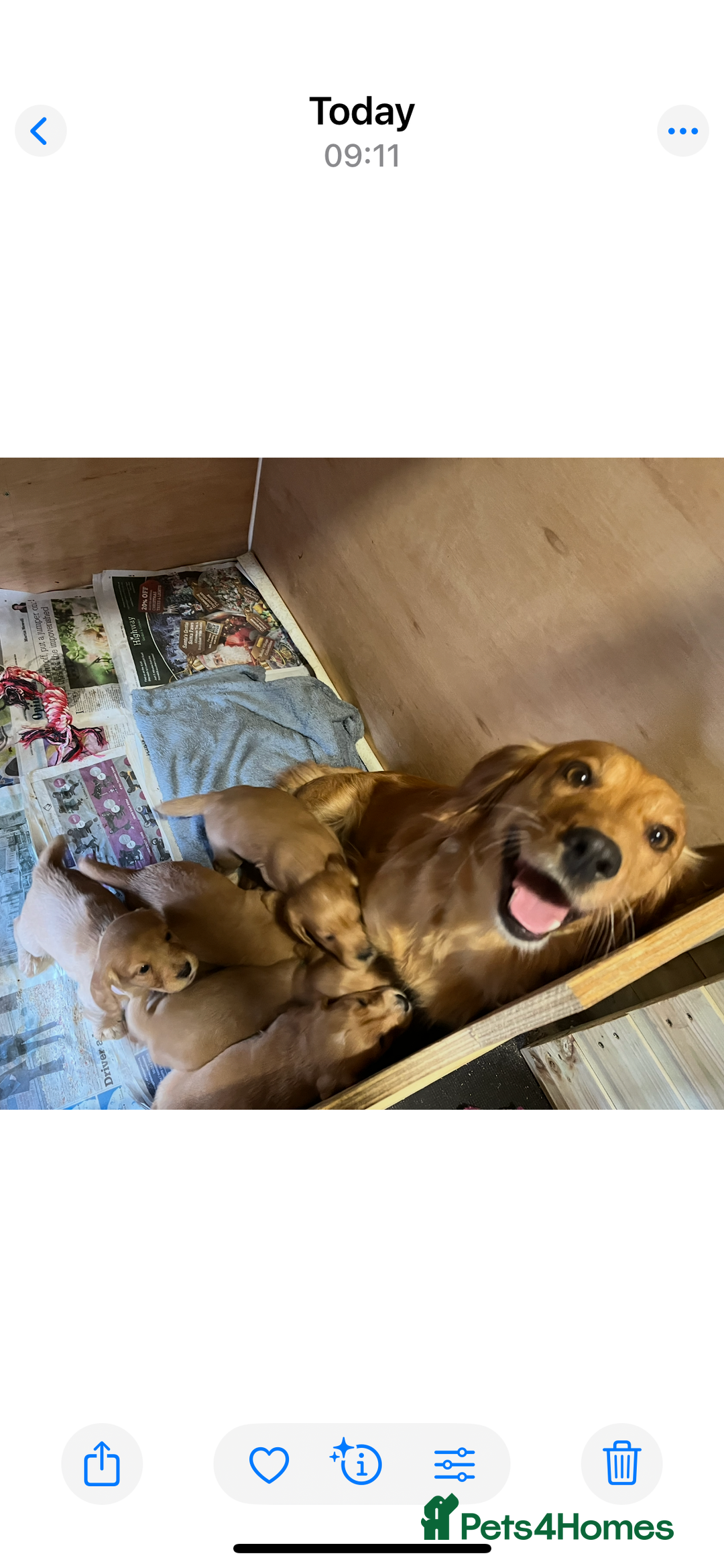 Cocker Spaniel dogs for sale: Working Cocker Spaniel Pups  - Advert 5