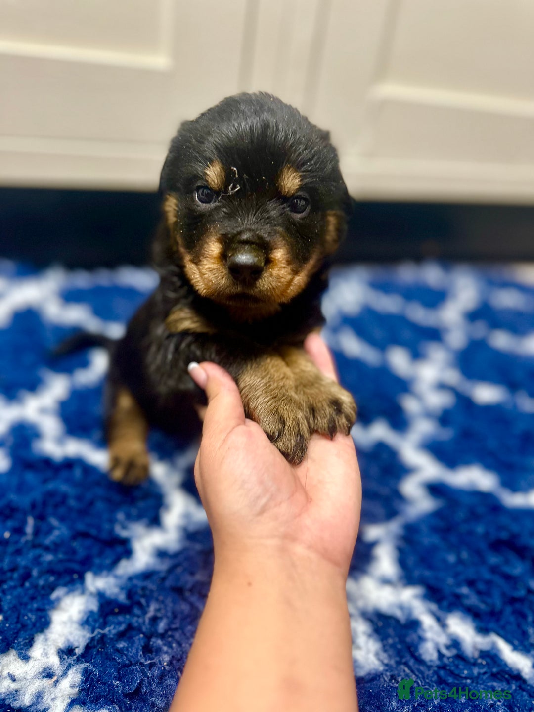 Rottweiler dogs for sale: Stunning Rottweiler puppies 🐶  - Image 19