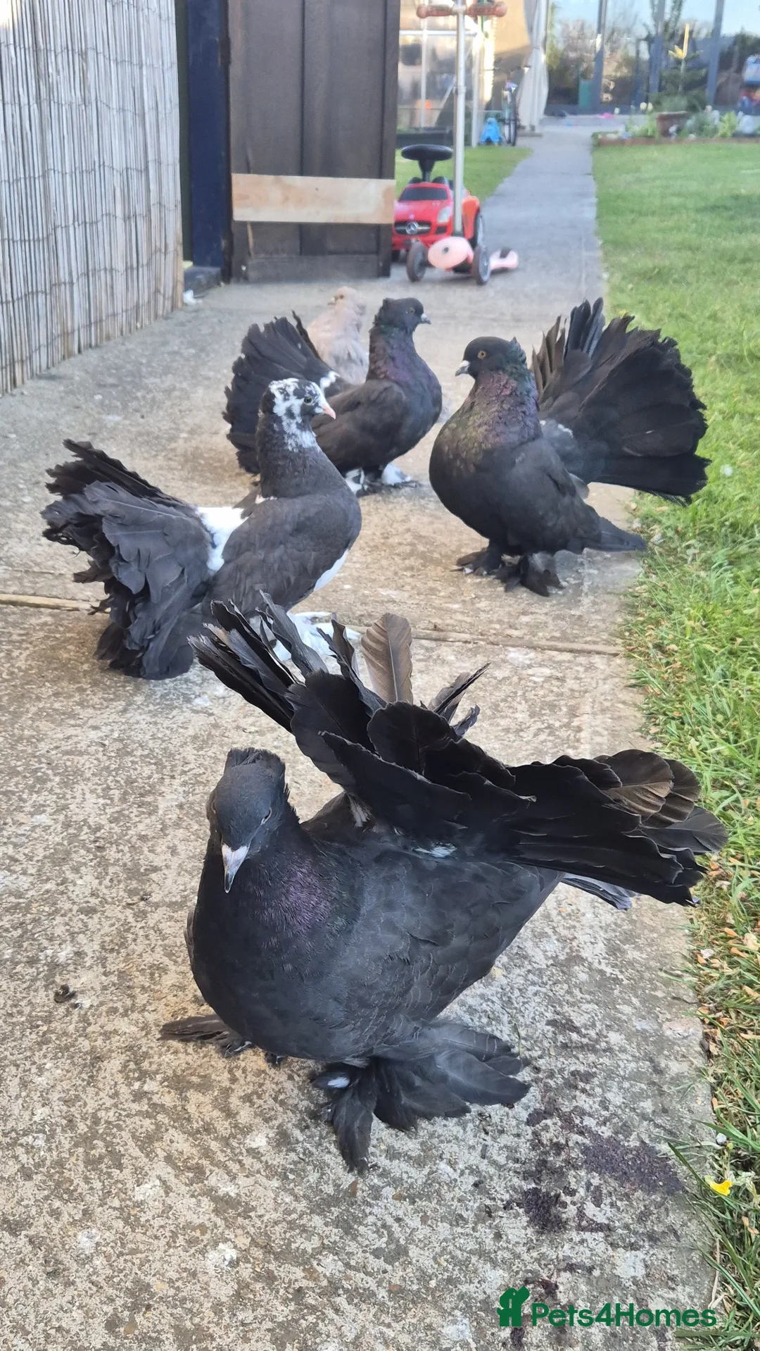 Pigeons birds for sale: Indian Fantail in Clacton-on-Sea - Advert 2