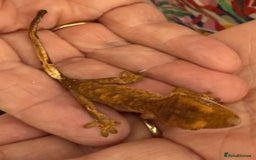 Gecko reptiles for sale: Crested and Chinese Cave Geckos - Image 4