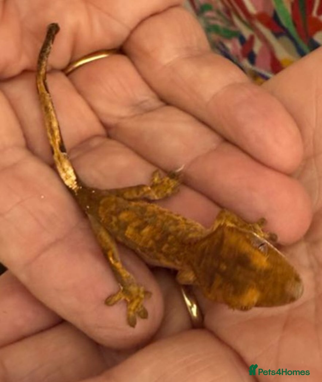 Gecko reptiles for sale: Crested and Chinese Cave Geckos - Image 4