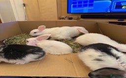 Mini Lop rabbits for sale: White. Blue eyed bunny. Ready to go.  - Image 2