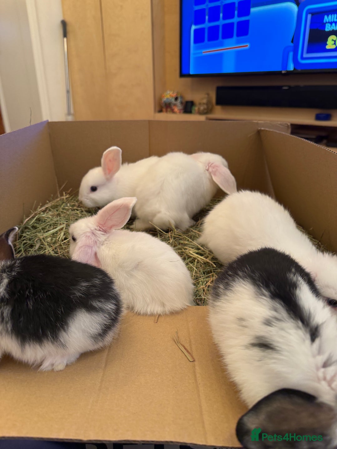 Mini Lop rabbits for sale: White. Blue eyed bunny. Ready to go.  - Image 2