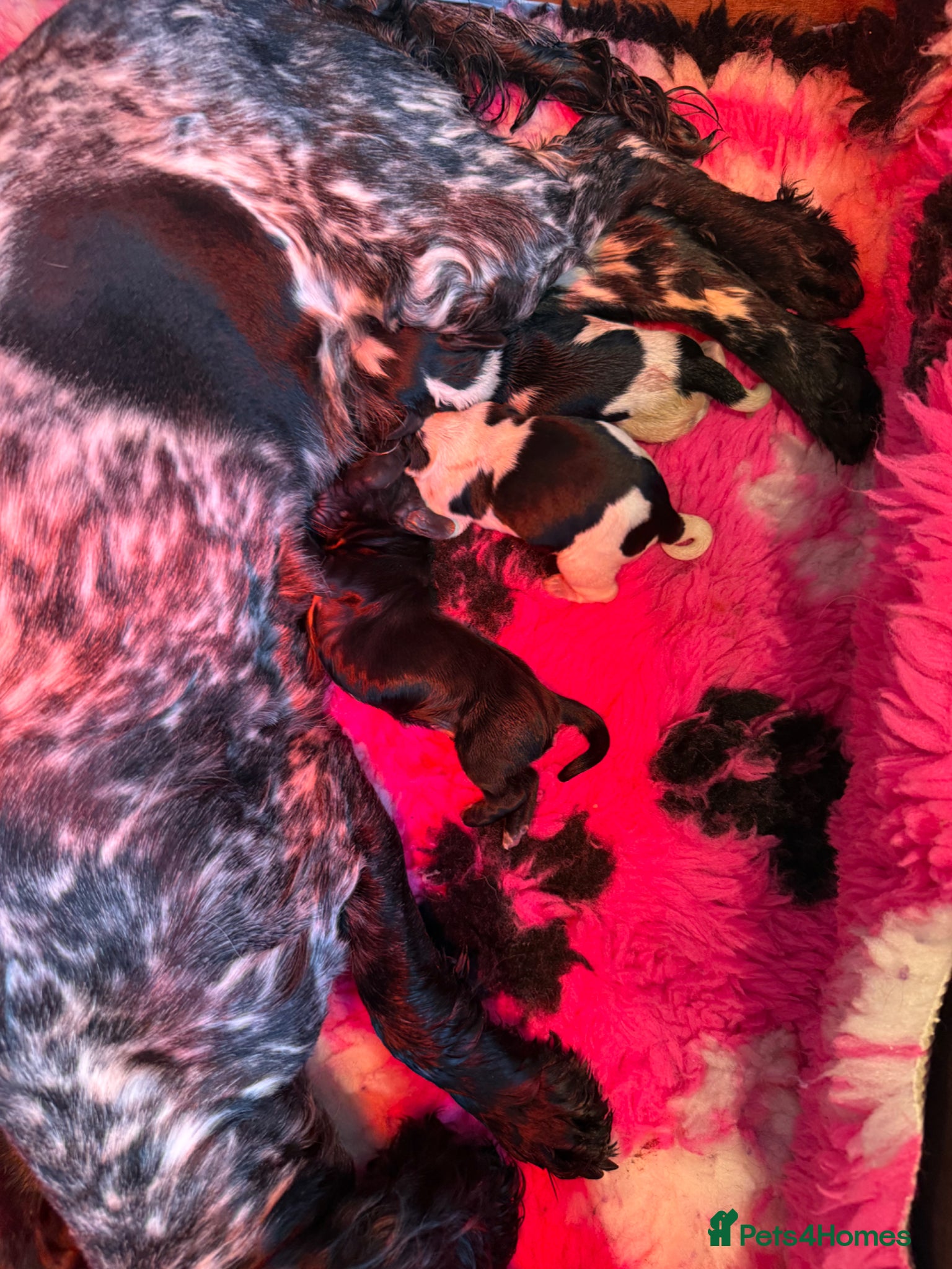 Cocker Spaniel dogs 5 Gorgeous Chunky Show Type Cocker Spaniels  - Advert 1