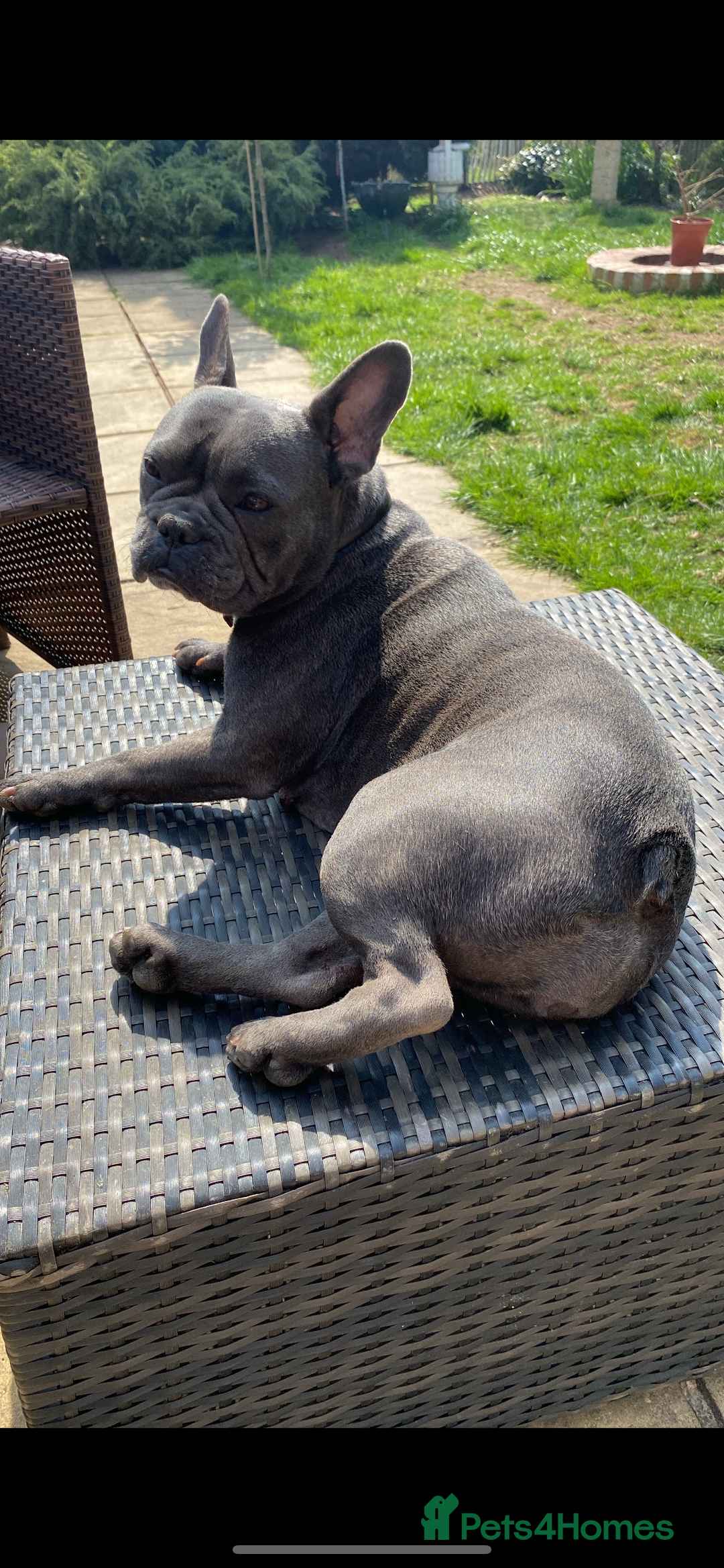 French Bulldog dogs for sale: Rehoming Our Beautiful Girl - Image 2
