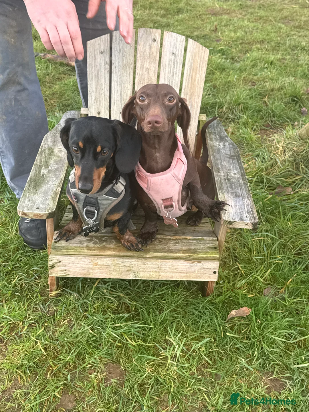 Miniature Dachshund dogs for sale: Short Haired Miniature Dachshund Puppies - Advert 12