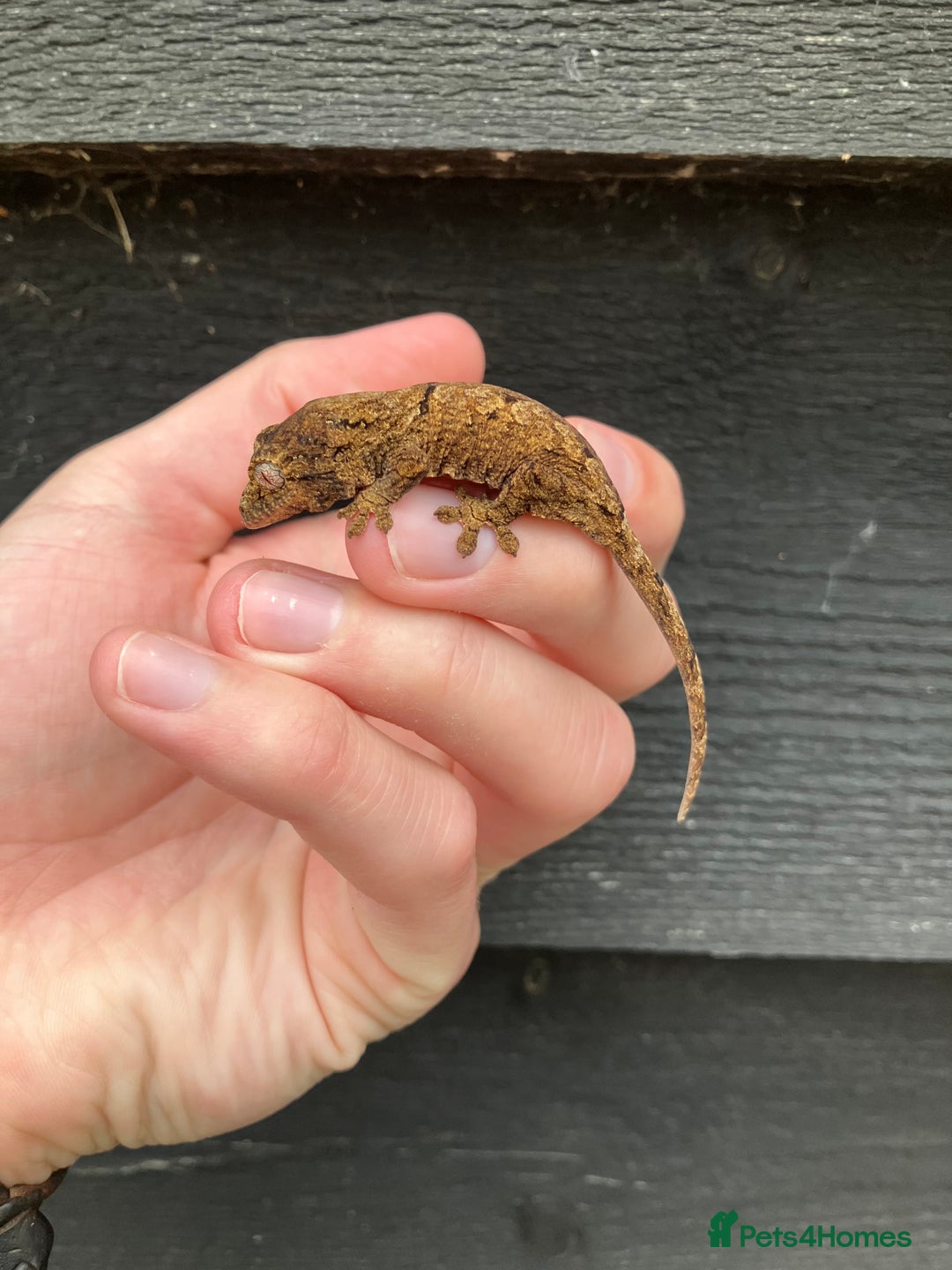 Gecko reptiles for sale: Crimson Giant Day & Chahoua Mossy Geckos - Image 6