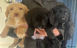 Australian Labradoodle dogs for sale: Stunning Multigen Mini Australian Labradoodle mix. - Image 1
