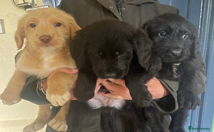 Australian Labradoodle dogs - Advert 2