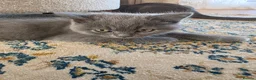 British Shorthair cats for sale: Blue British Shorthair Kittens – 1 Male & 1 Female - Advert 11