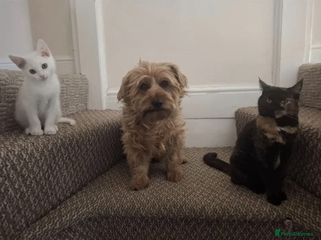 Mixed Breed dogs Baxter  - Advert 2