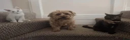 Mixed Breed dogs for sale: Baxter  - Advert 5
