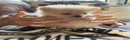 Pomeranian dogs for sale: Tiny Pomeranians  - Advert 20