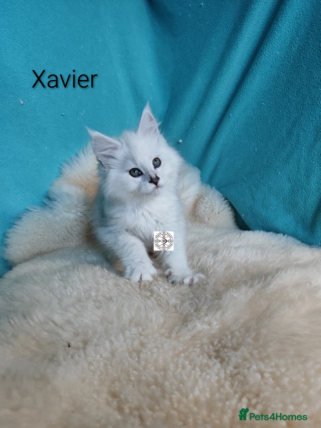 Maine Coon cats for sale: Unique maine coon kittens ❤️ - Advert 15