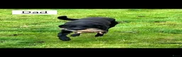 Labrador Retriever dogs for sale: Beautiful Labrador retrievers    - Advert 14