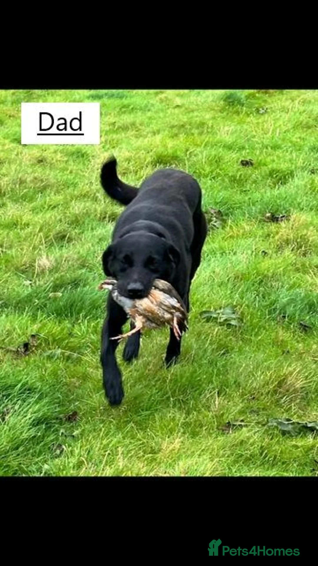 Labrador Retriever dogs for sale: Beautiful Labrador retrievers    - Advert 14