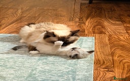 Ragdoll cats for sale: Title: Pure and  Fluffy Pedigree Ragdoll Kittens - Image 8