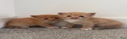 Mixed Breed cats for sale: ginger kittens  in Hailsham - Advert 10