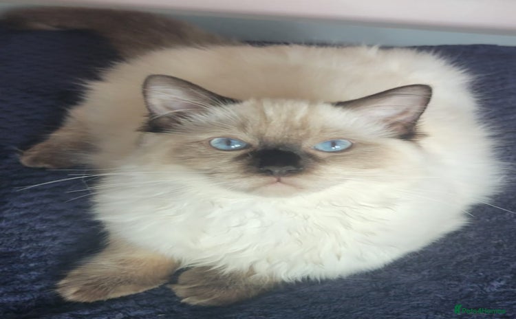 Ragdoll cats - Advert 2