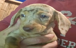 Miniature Dachshund dogs for sale: dapple pups - Image 5