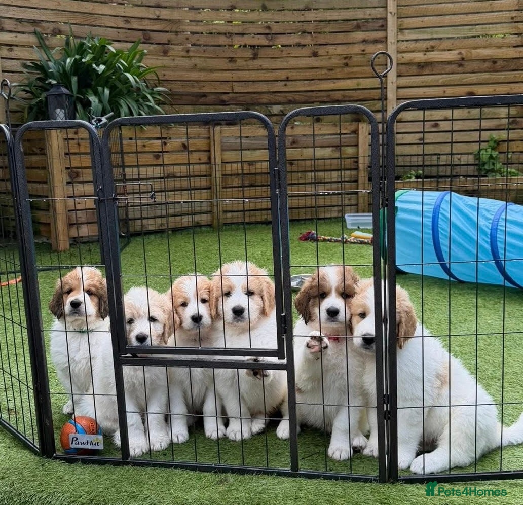 Mixed Breed dogs for sale: Golden Doodle X Pyrenees Puppies Ready next week.  - Advert 1