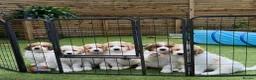 Mixed Breed dogs for sale: Golden Doodle X Pyrenees Puppies Ready next week.  - Advert 1