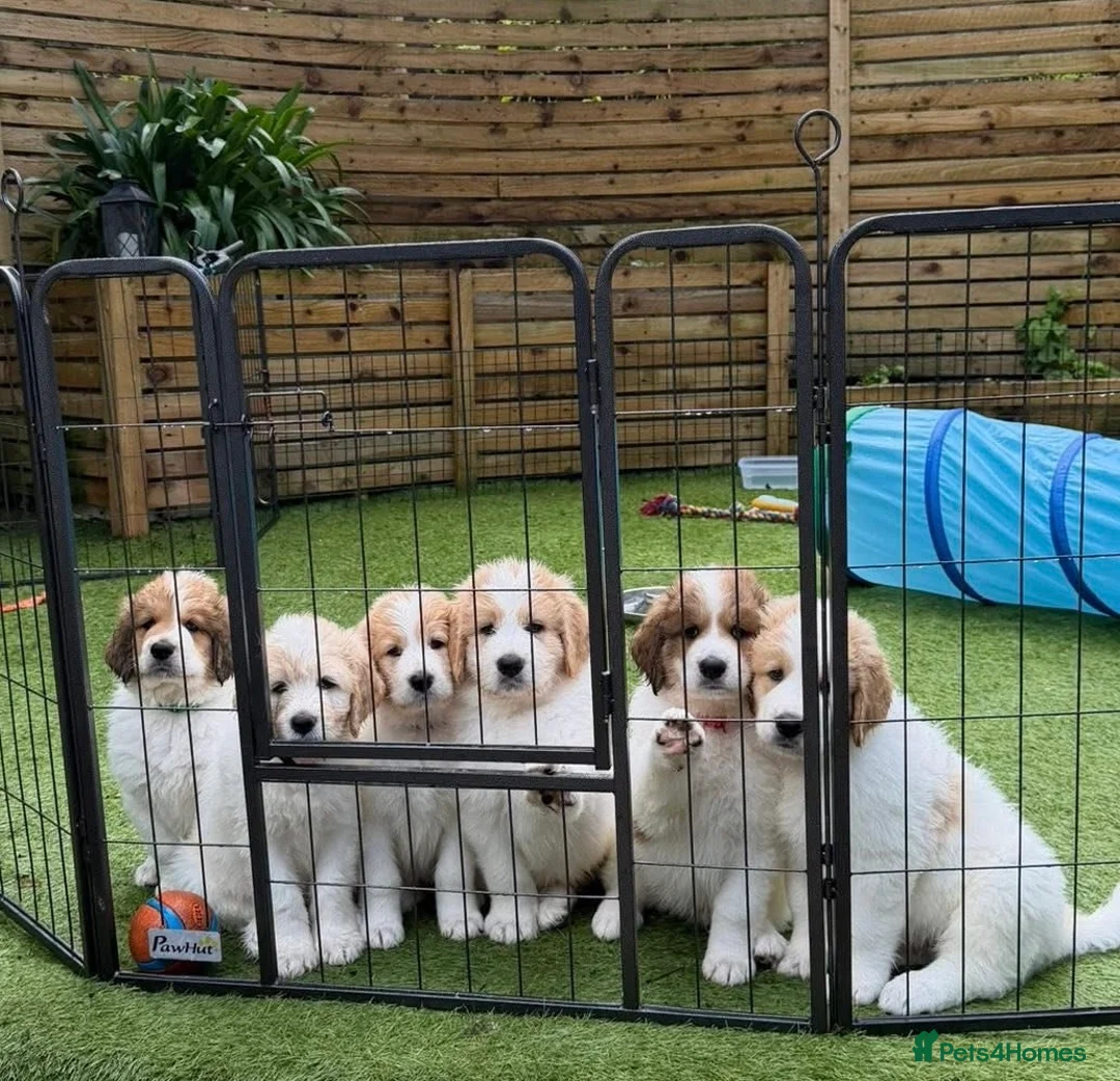 Mixed Breed dogs for sale: Golden Doodle X Pyrenees Puppies Ready next week.  - Advert 1