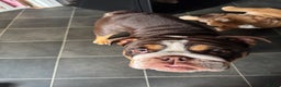 English Bulldog dogs for sale: Bruce, Chocolate male English Bulldog  - Advert 1