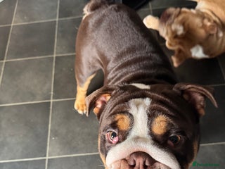 English Bulldog dogs - Advert 2