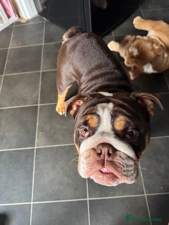 English Bulldog dogs - Advert 1