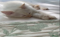 Ragdoll cats for sale: The Brave Little Prince - Image 3