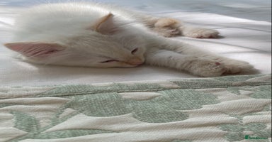Ragdoll cats - Advert 7