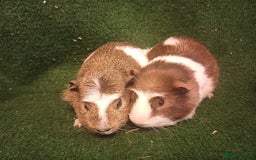 Guinea Pig rodents for sale: 2 Adorable Male Guinea Pigs - Image 4