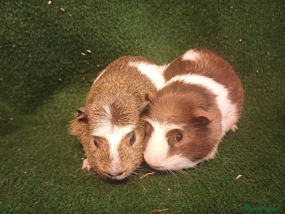Guinea Pig rodents for sale: 2 Adorable Male Guinea Pigs - Image 4