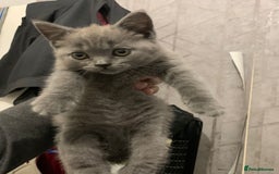 British Shorthair cats for sale: ONLY ONE FEMALE BRITISH SHORTHAIR LEFT - Image 15
