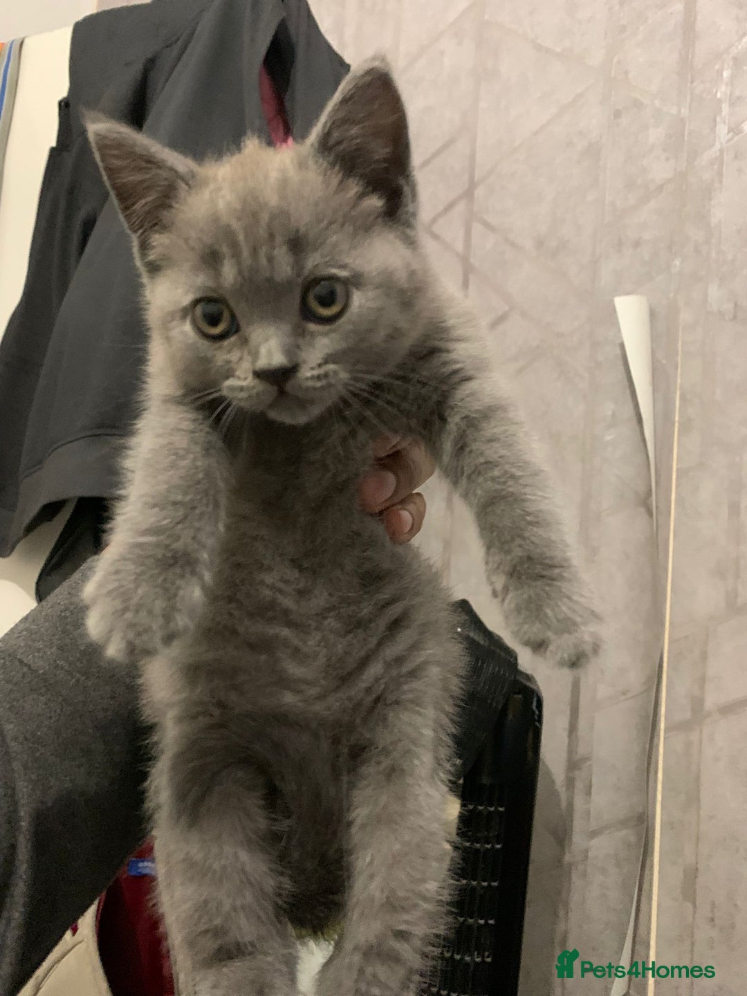British Shorthair cats for sale: ONLY ONE FEMALE BRITISH SHORTHAIR LEFT - Image 15